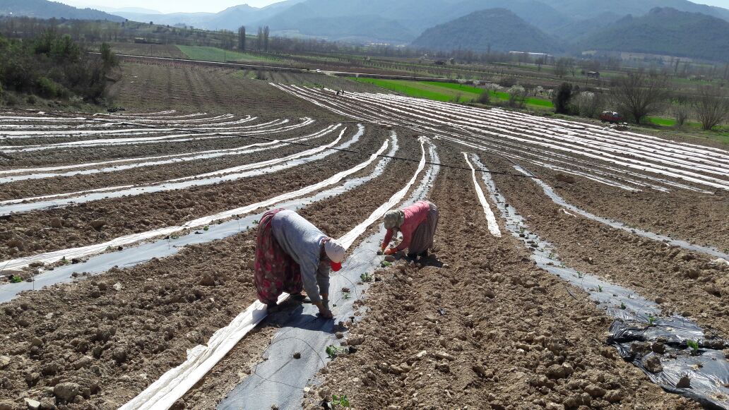 OSMANELİ’DE İLK KARPUZ FİDELERİ TOPRAKLA BULUŞTU