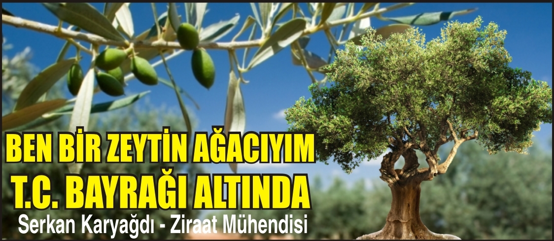 BEN BİR ZEYTİN AĞACIYIM T.C. BAYRAĞI ALTINDA