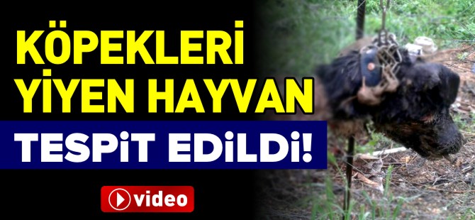 KÖPEKLERİ YİYEN HAYVAN TESPİT EDİLDİ