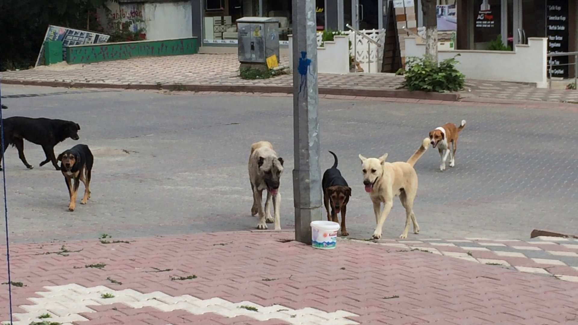 KÖPEKLERİN SALDIRISINA UĞRAYAN KADIN HASTANELİK OLDU