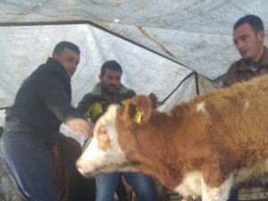 GENÇ ÇİFTÇİLERE 78 ADET BÜYÜKBAŞ HAYVAN DAĞITILDI