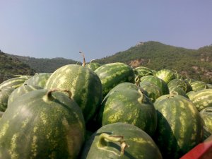 Çiftçinin yüzünü güldürdü.