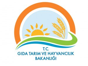 Damızlık koçlar dağıtılıyor