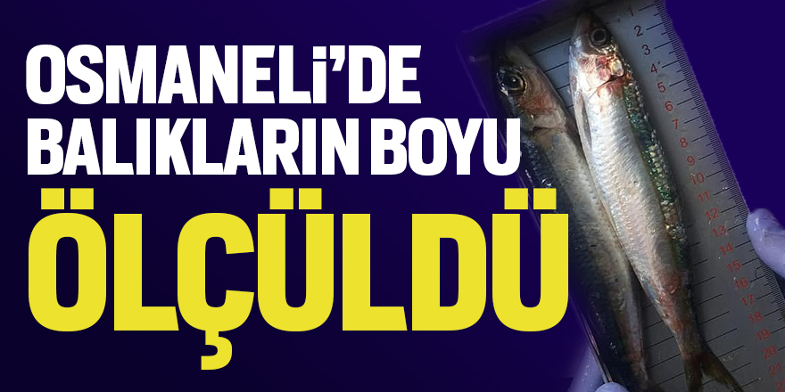 Osmaneli'de balıkların boyu ölçüldü