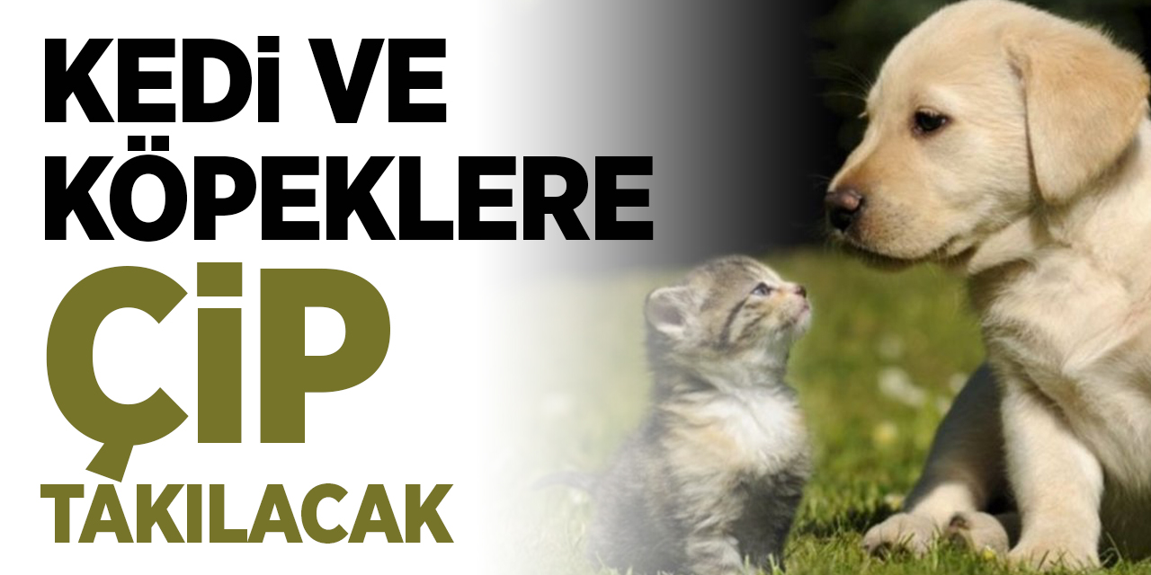 Kedi ve köpeklere çip takılacak