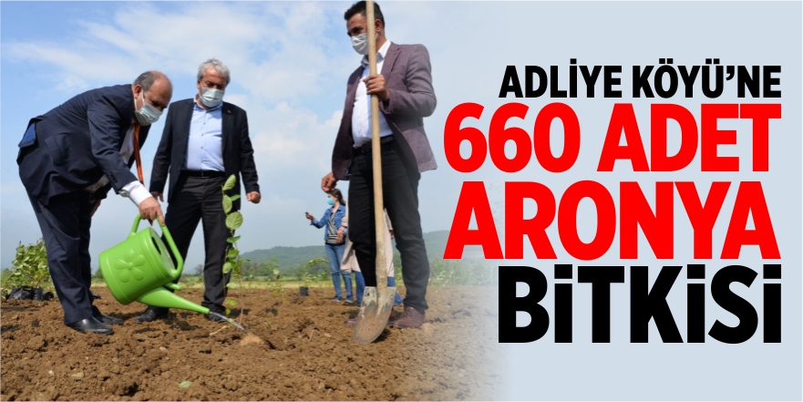 ADLİYE KÖYÜNE 660 ADET ARONYA BİTKİSİ