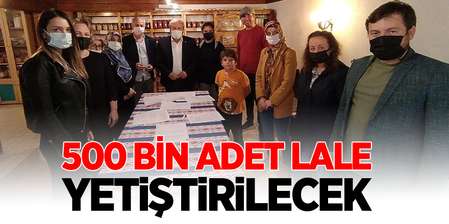 500 BİN ADET LALE YETİŞTİRİLECEK