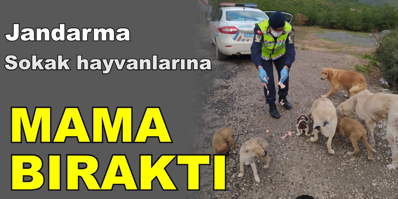 Jandarma Ekipleri Sokak Hayvanlarına Mama Bıraktı