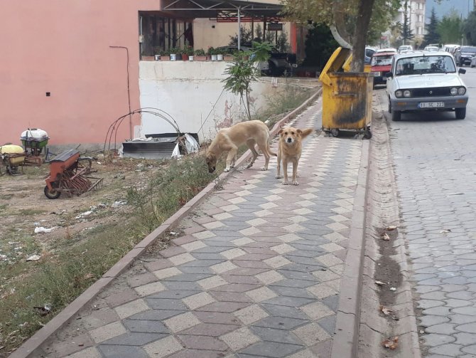 KÖPEKLERİN SALDIRISINA UĞRAYAN KADIN HASTANELİK OLDU